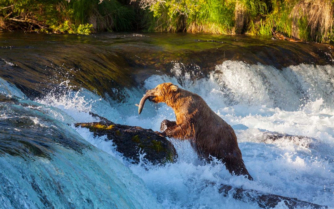 Wildlife and scenery draw visitors to explore Alaska’s National Parks