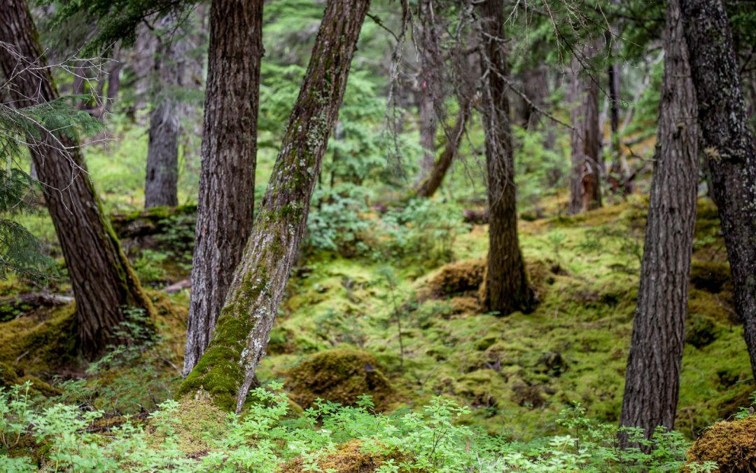 Chugach National Forest