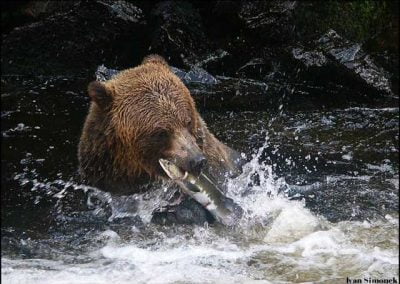 Alaska-Waters-bear-Br.b.fish