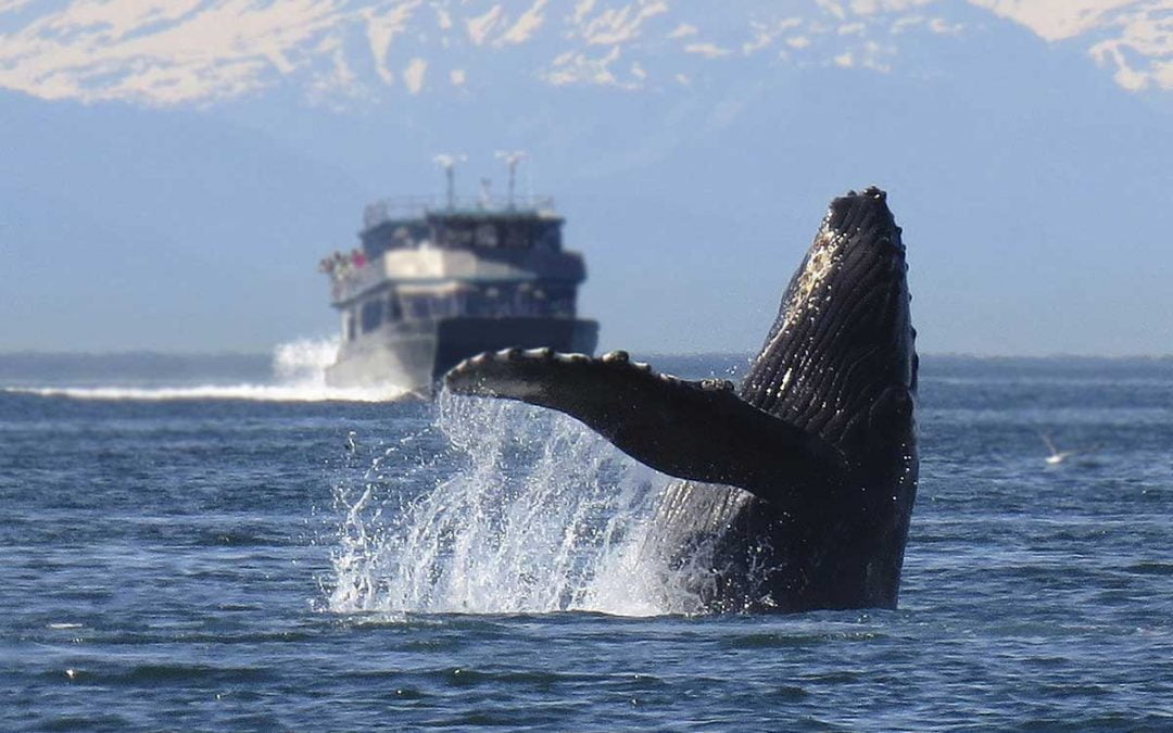 When and where to see whales in Alaska