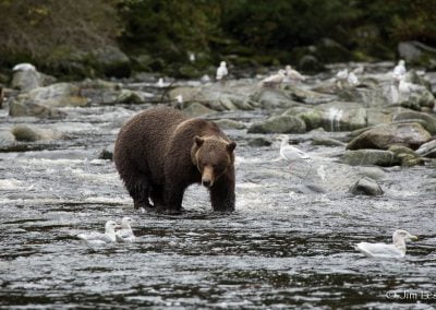 alaska-waters-bear-river