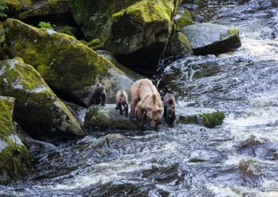 alaska-waters-bears-river