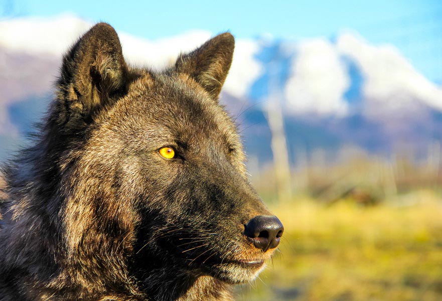 Wolves - Alaska Wildlife Conservation Center